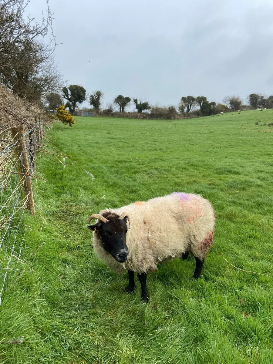 Foster ewe for sale or  lamb wanted
