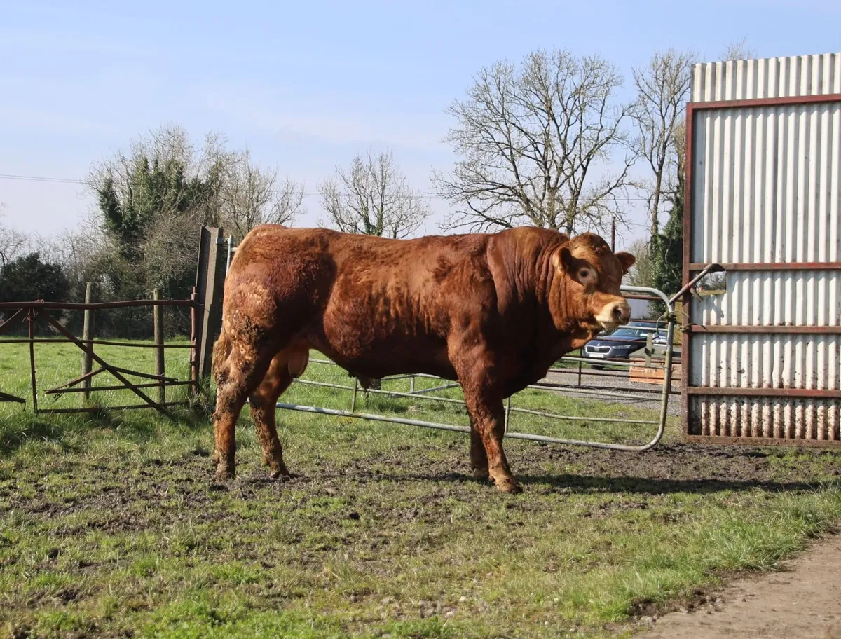 2 Pedigree Limousin Bulls - Image 2