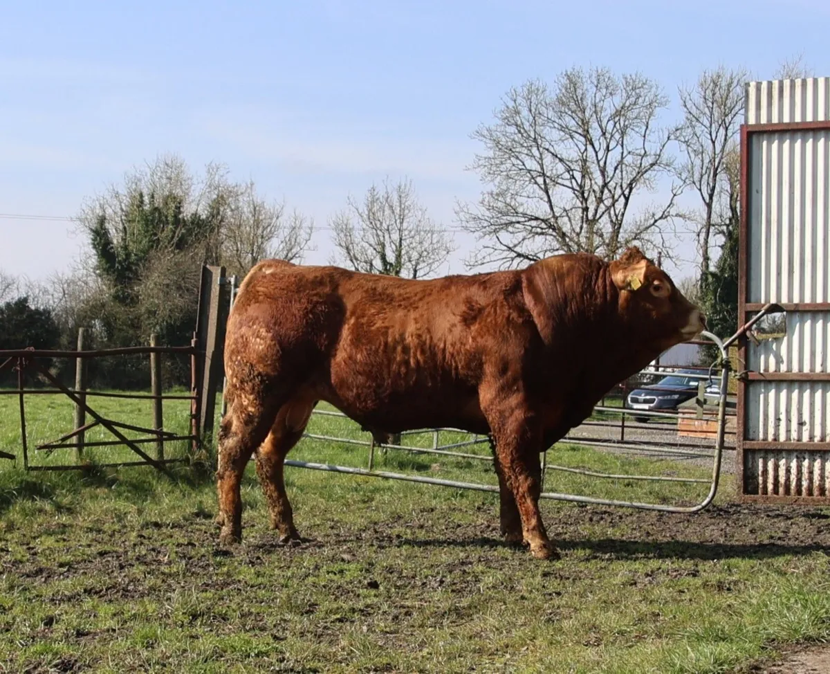 2 Pedigree Limousin Bulls - Image 1