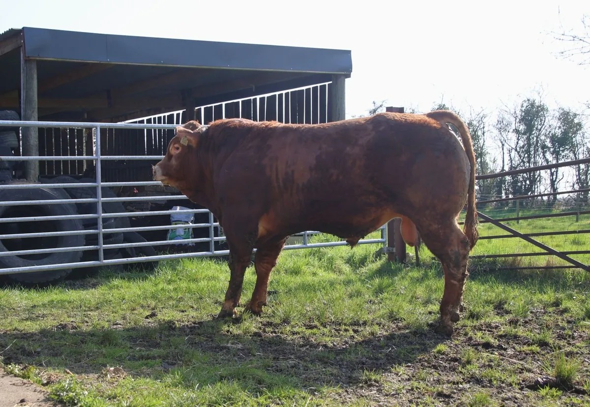2 Pedigree Limousin Bulls - Image 4