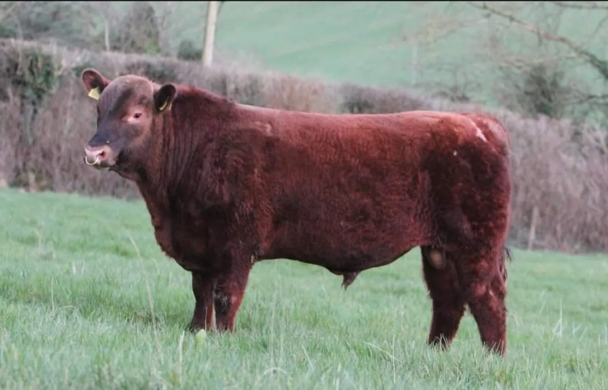 Red and Black Angus bulls - Image 4