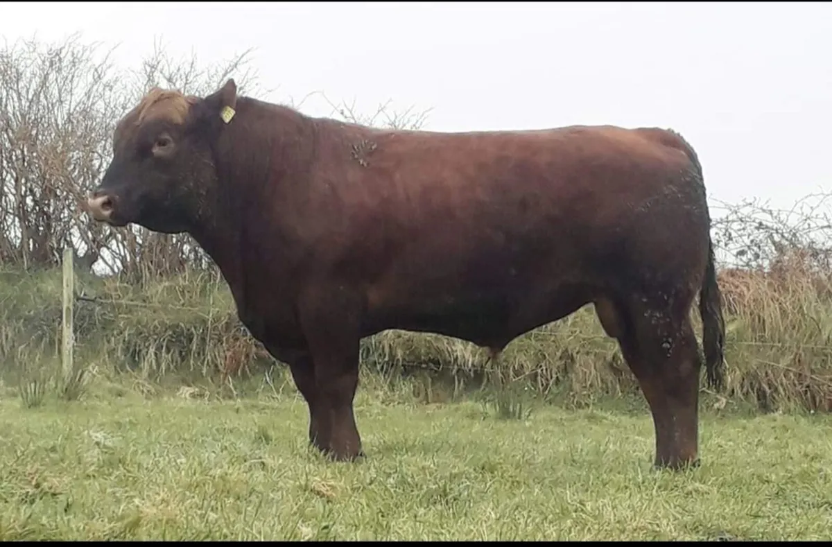 Red and Black Angus bulls - Image 2