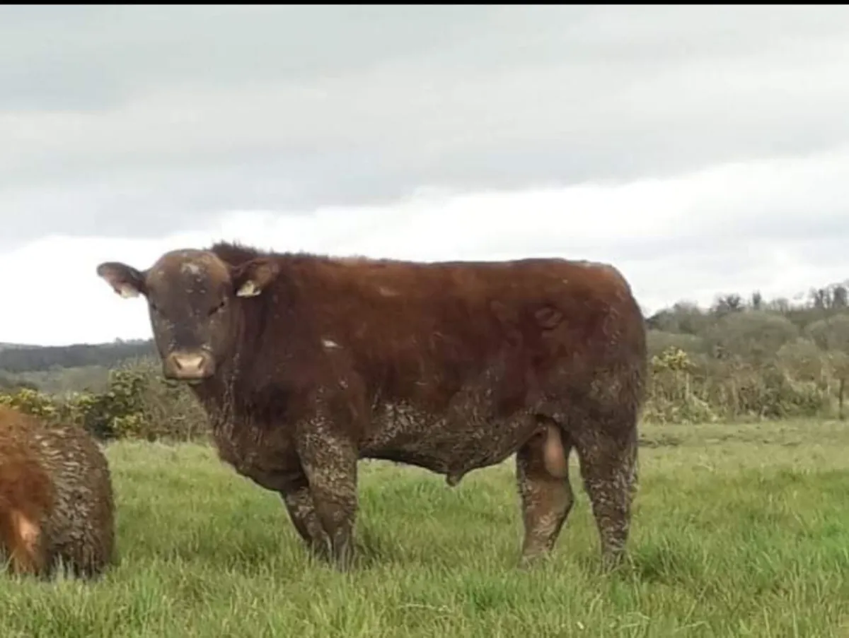 Red and Black Angus bulls - Image 3