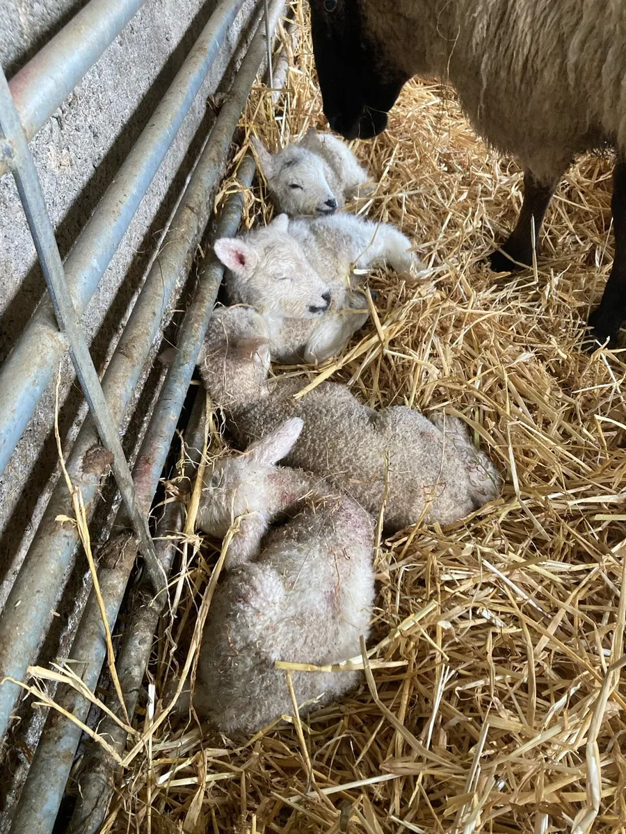 2 Pet ewe lambs