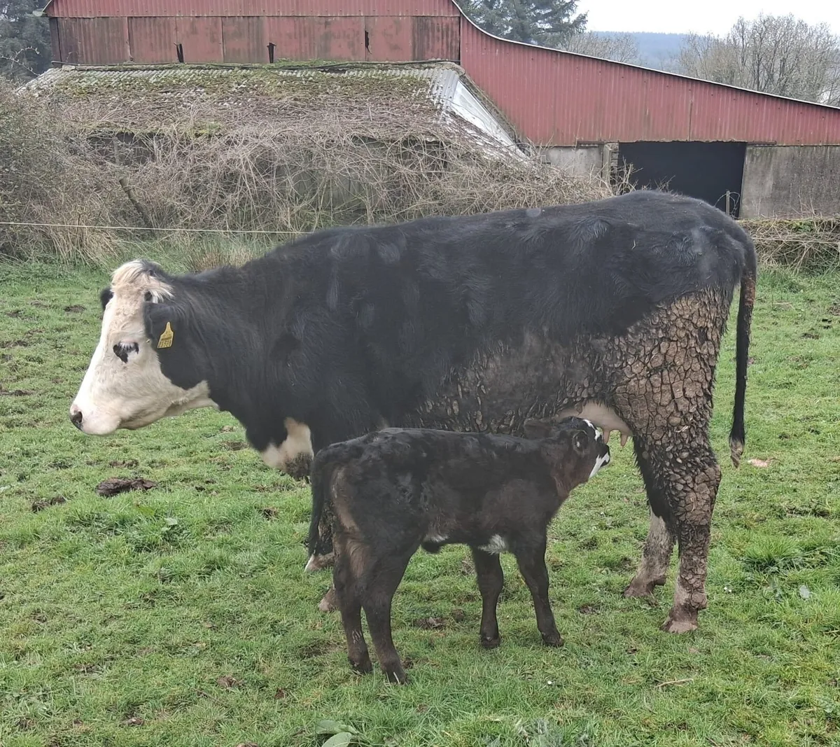 Two calved sucklers - Image 2