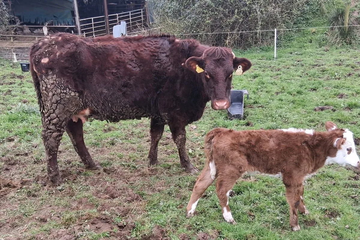 Two calved sucklers - Image 3
