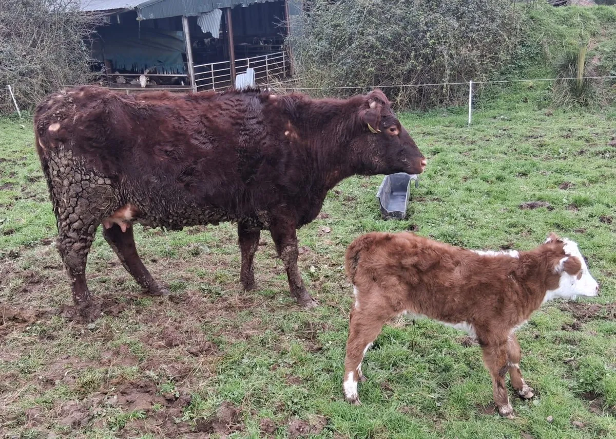Two calved sucklers - Image 1
