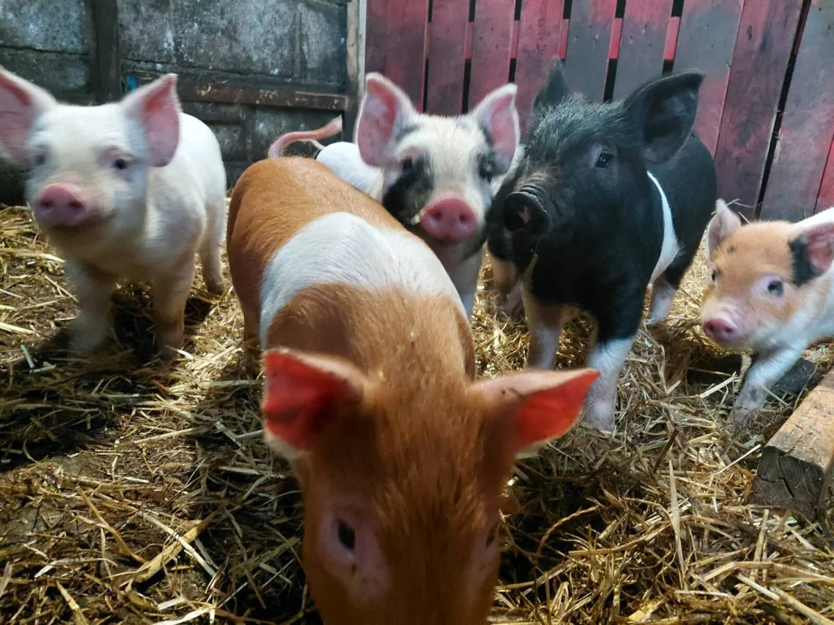 Fully weaned piglets - Image 1