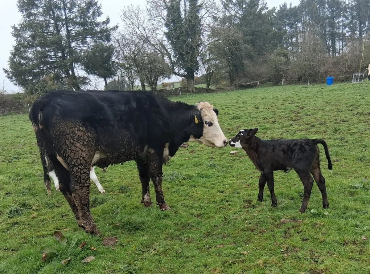 Two calved sucklers - Image 4