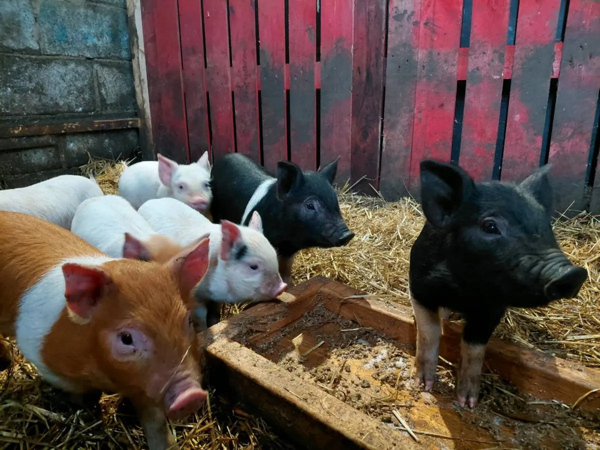 Fully weaned piglets - Image 2