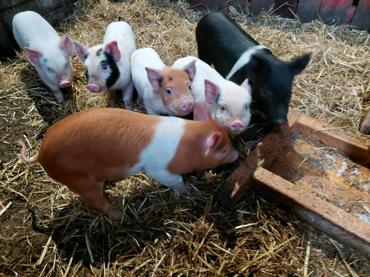 Fully weaned piglets - Image 3