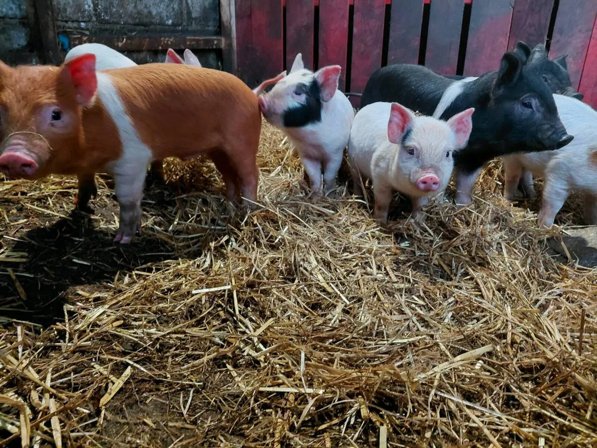 Fully weaned piglets - Image 4