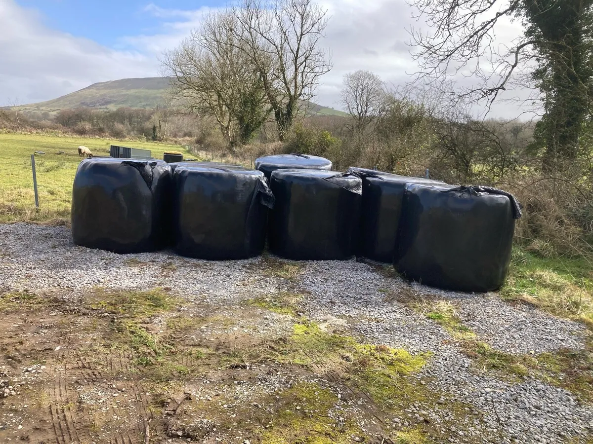 Silage bales - Image 2