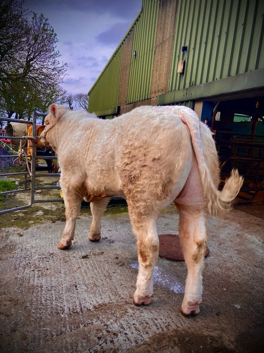 🔥 CHARO BULL | TOP 1% | EASY CALVING | PROVEN 🔥 - Image 1