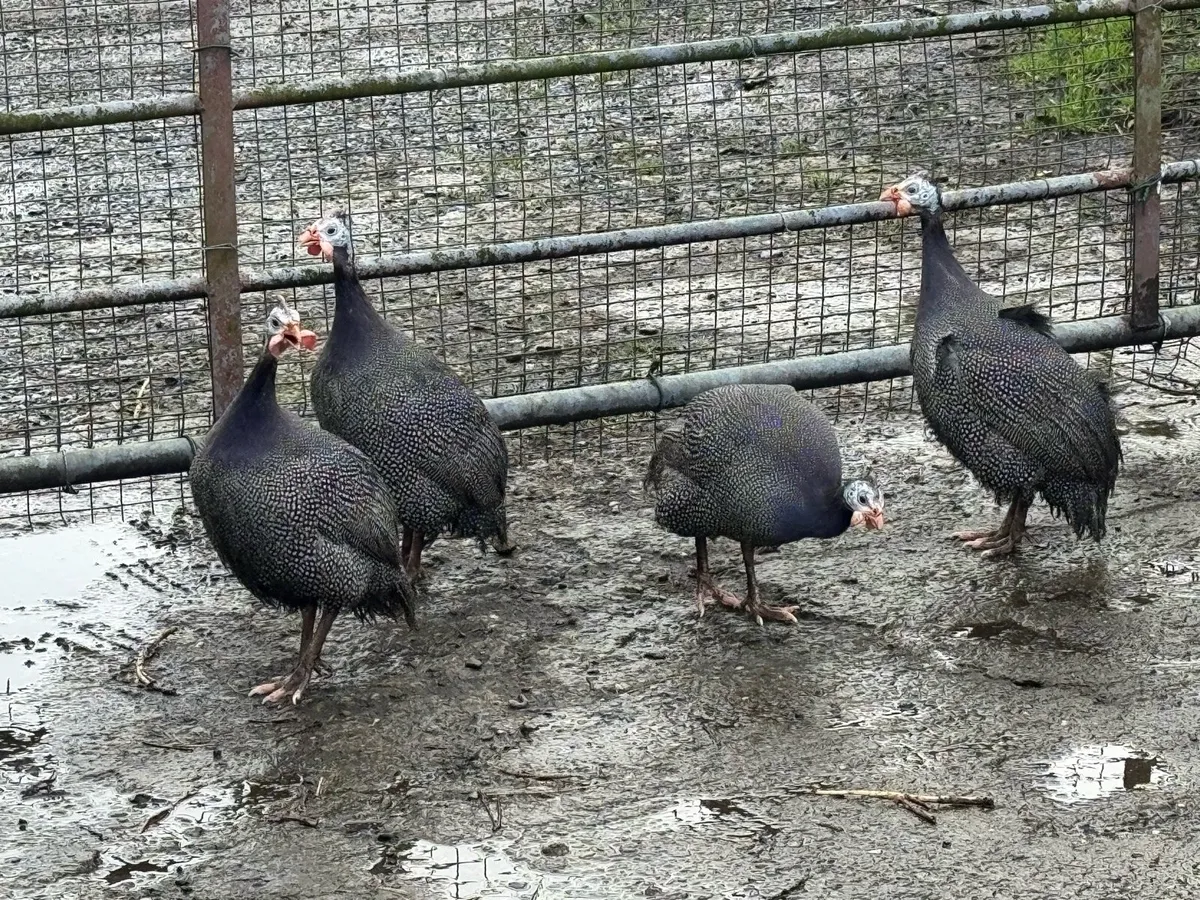 Gunnie fowl - Image 1