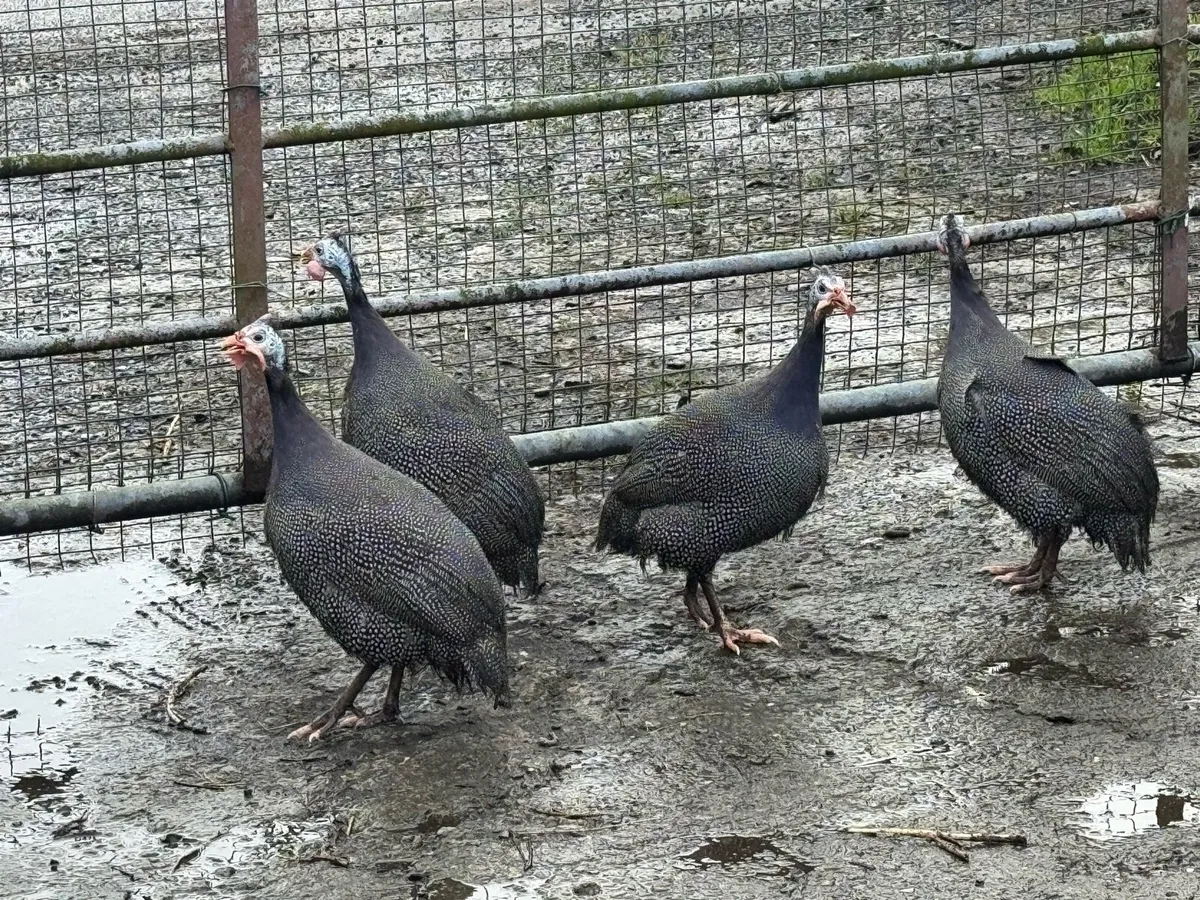 Gunnie fowl - Image 2