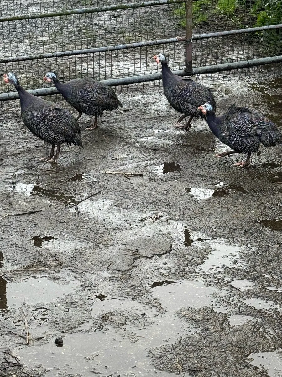 Gunnie fowl - Image 3