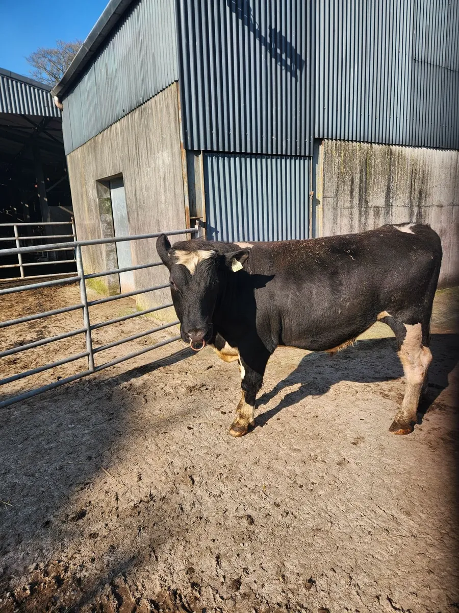Fresian Bull 2 YR old - Image 2