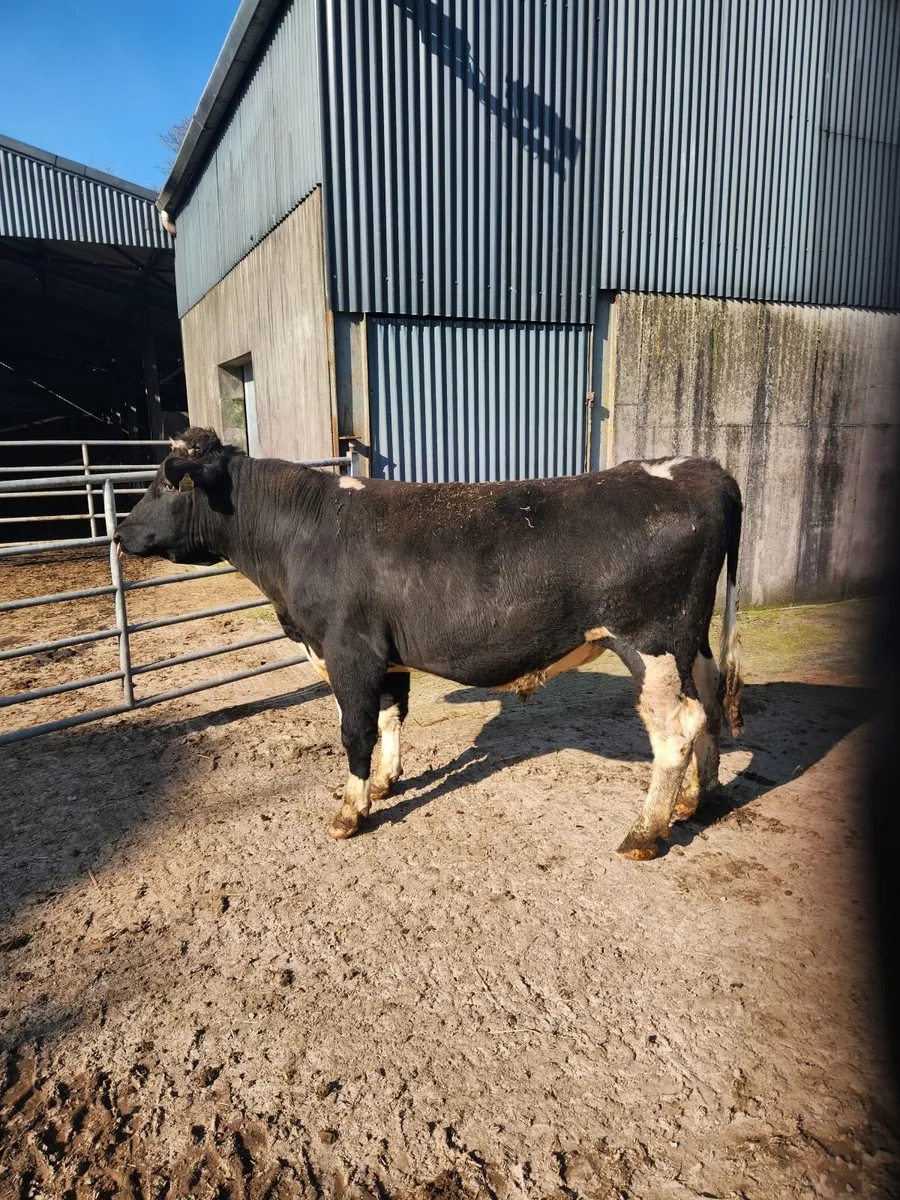 Fresian Bull 2 YR old - Image 1