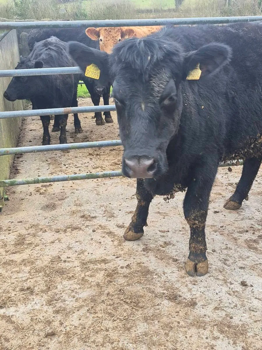 Aa Springer heifer - Image 3