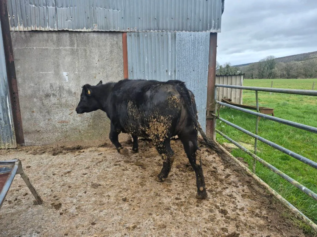 Aa Springer heifer - Image 4