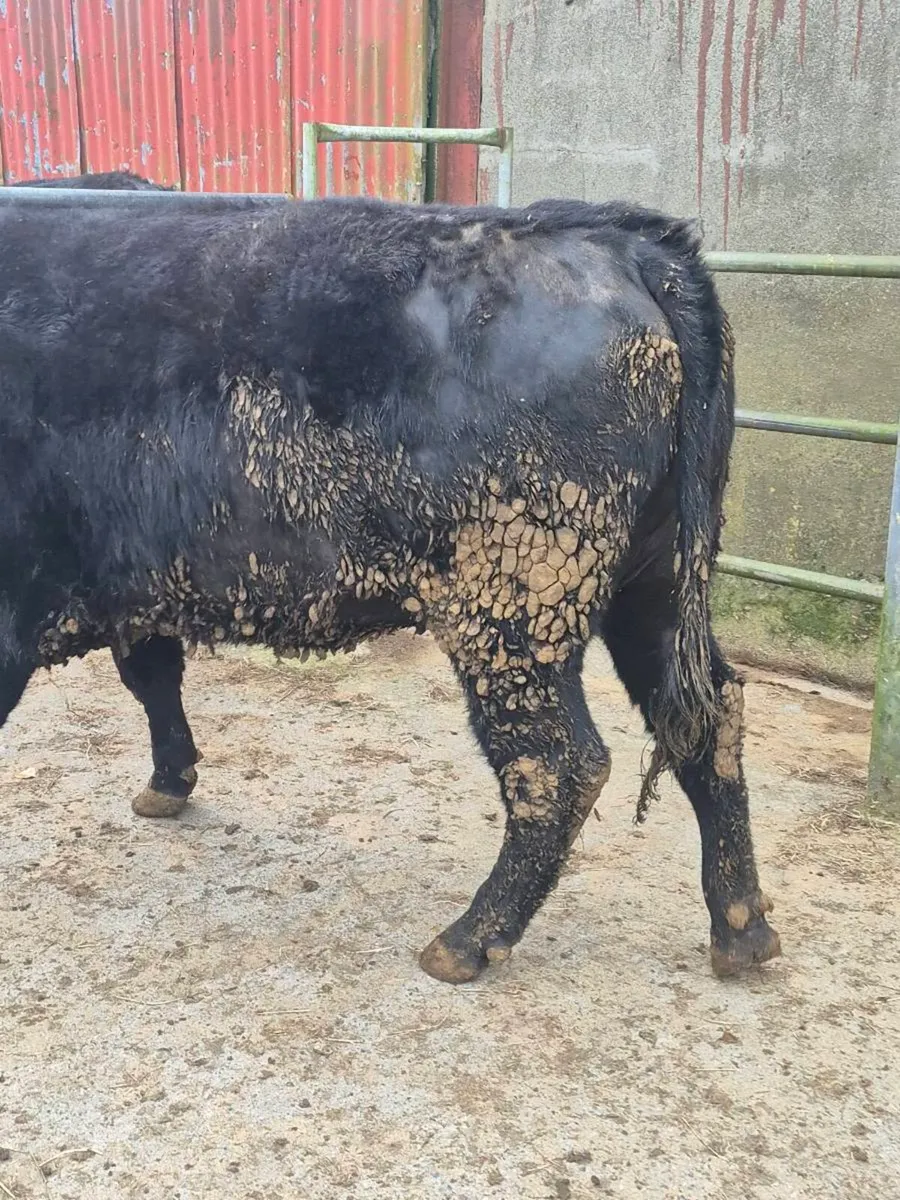 Aa Springer heifer - Image 2