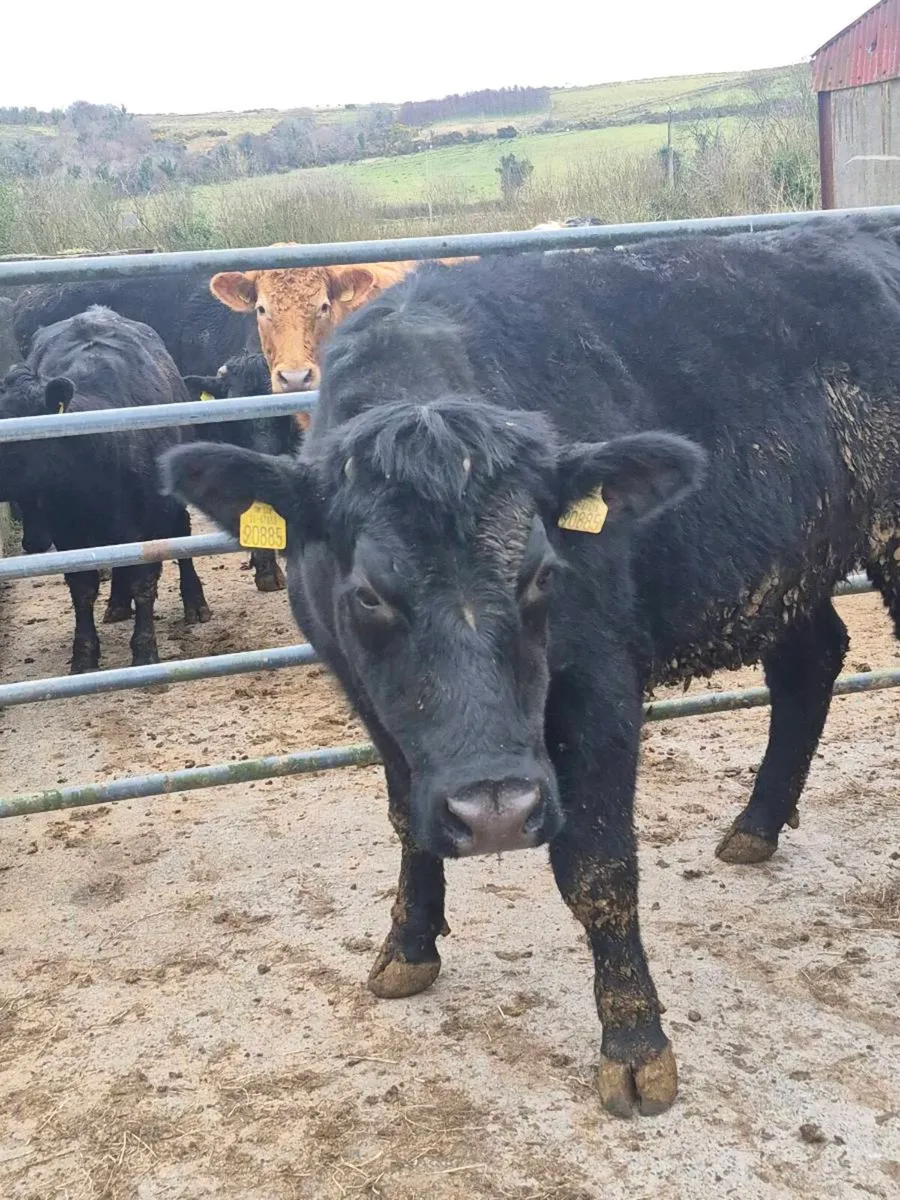 Aa Springer heifer - Image 1