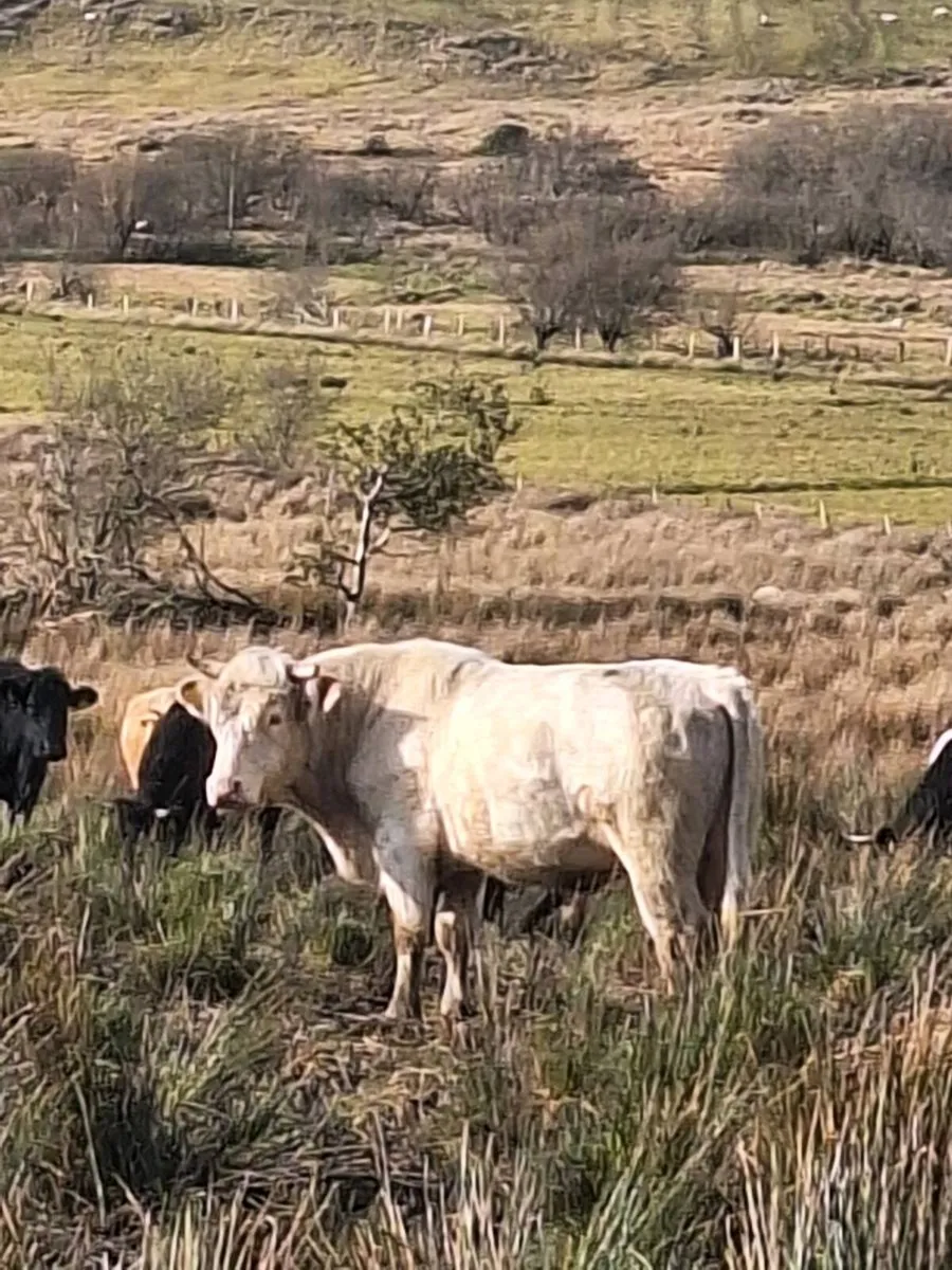Whitebred Shorthorn Bull - Image 4
