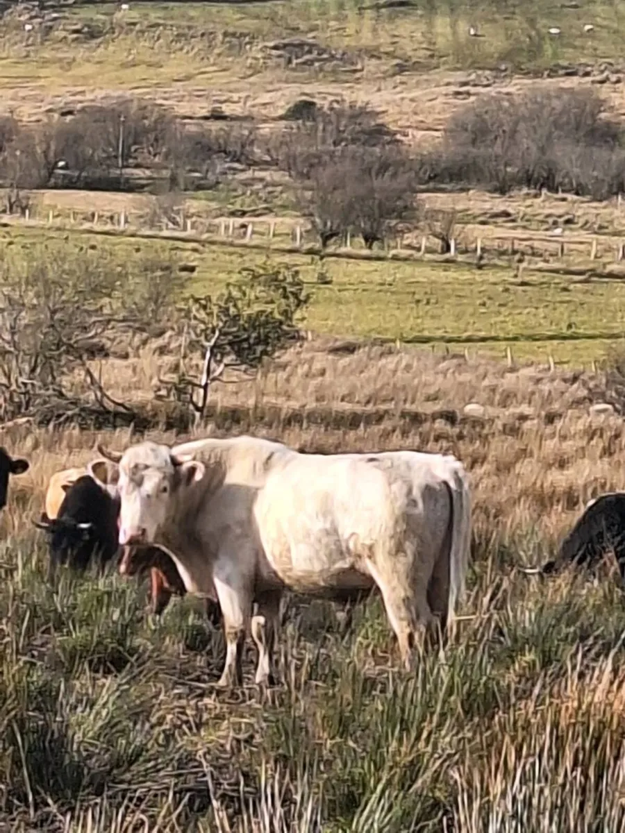 Whitebred Shorthorn Bull - Image 1