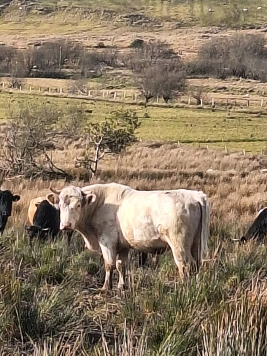 Whitebred Shorthorn Bull - Image 2