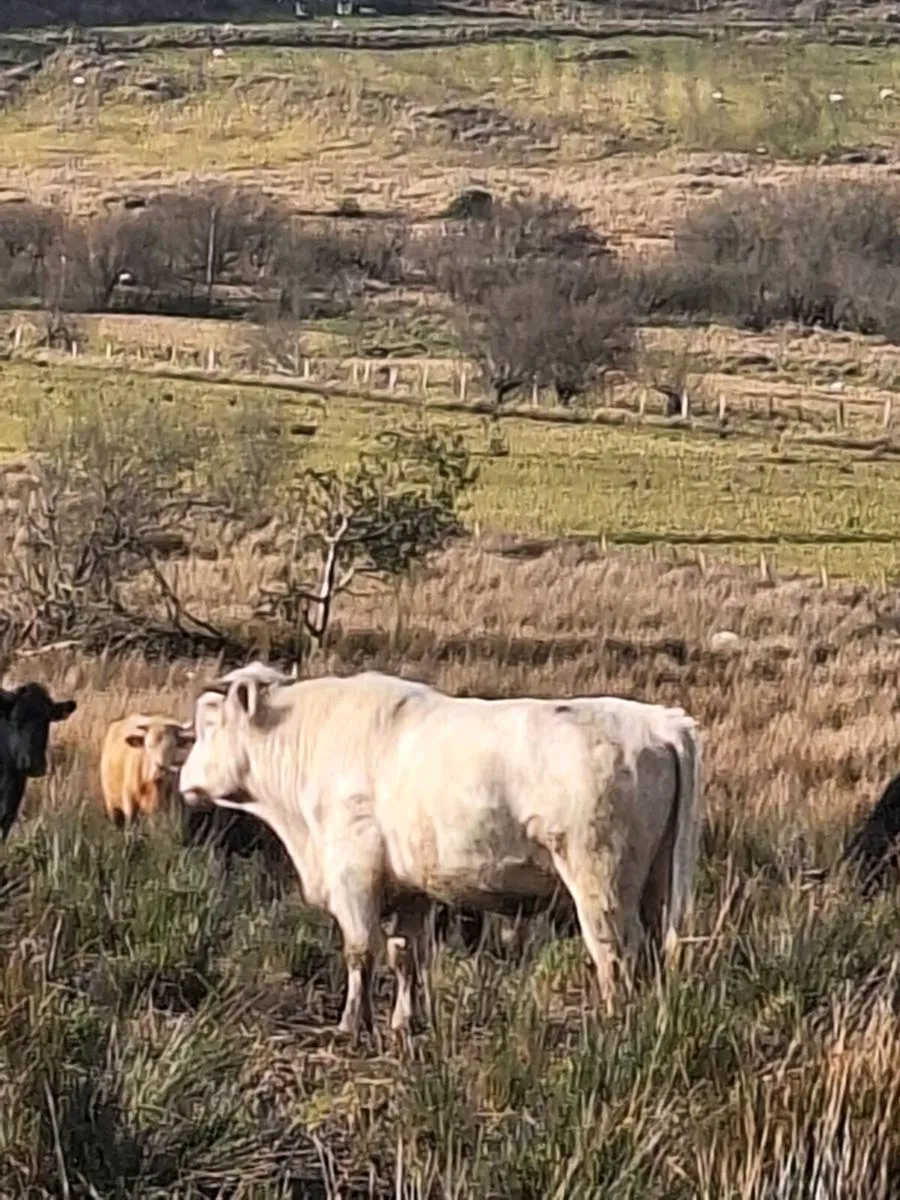 Whitebred Shorthorn Bull - Image 3