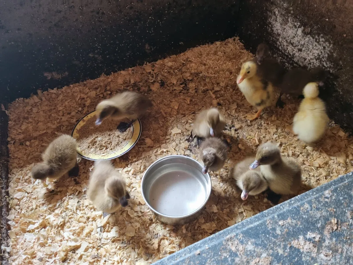 10 Ducklings
