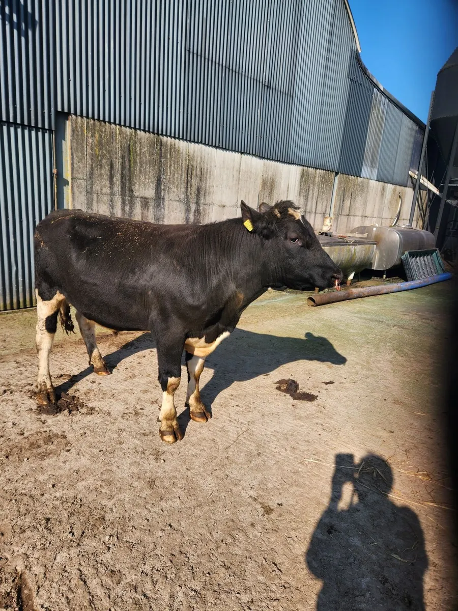 Fresian Bull 2 YR old - Image 3