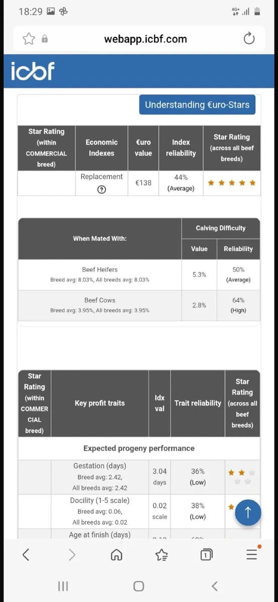 Limousin Heifers 🌟 ⭐🌟 ⭐ 🌟 - Image 2