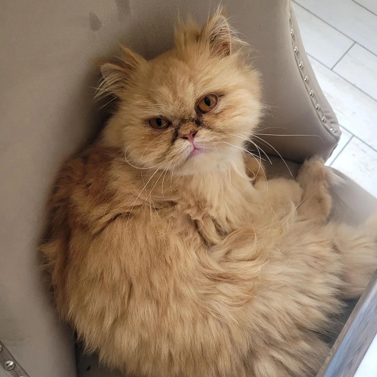 Persian Cat - Image 1