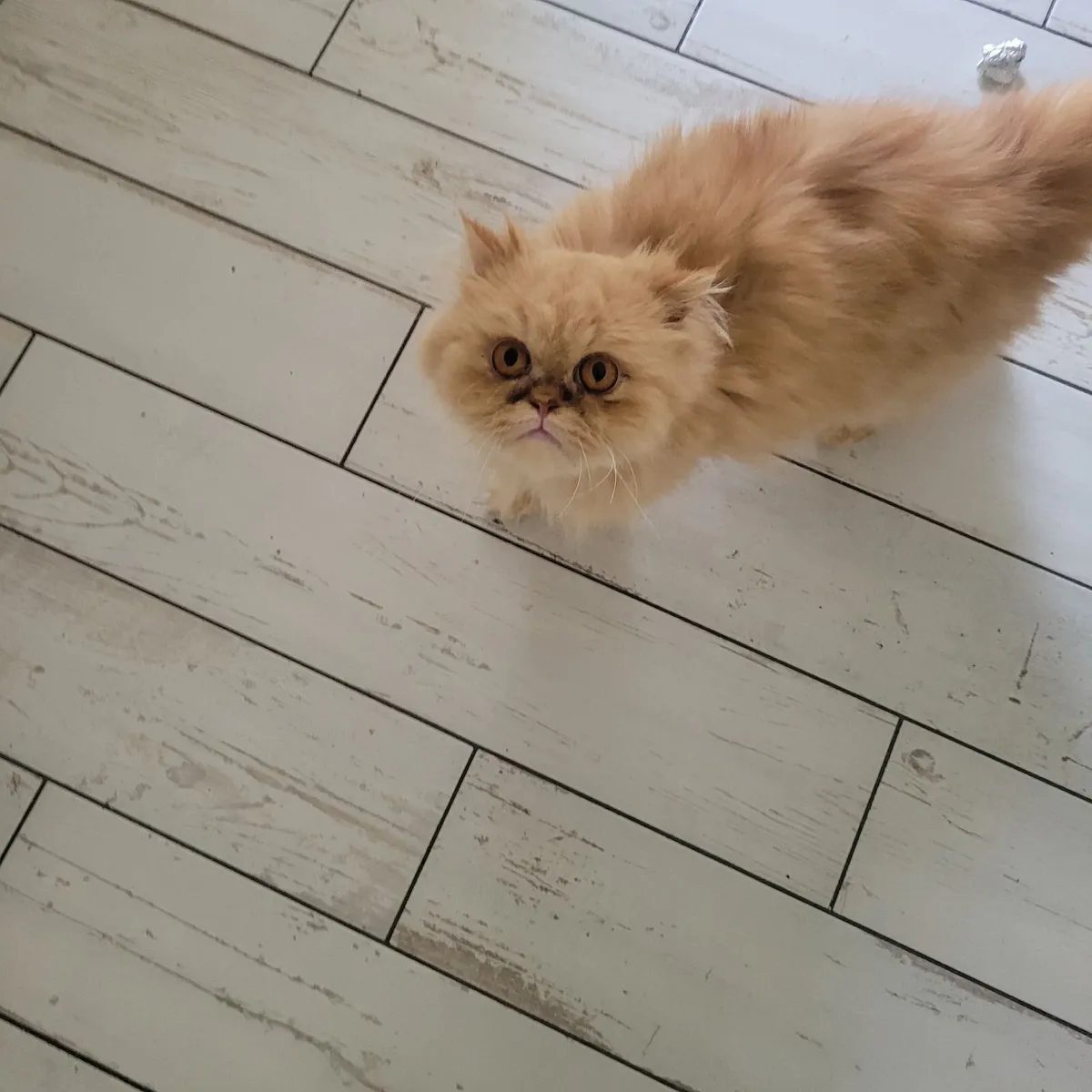 Persian Cat - Image 2