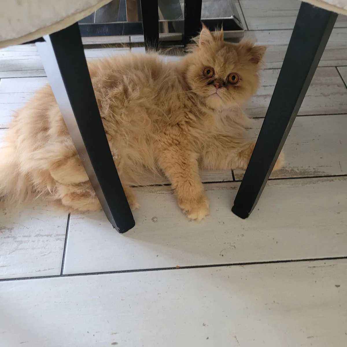 Persian Cat - Image 3