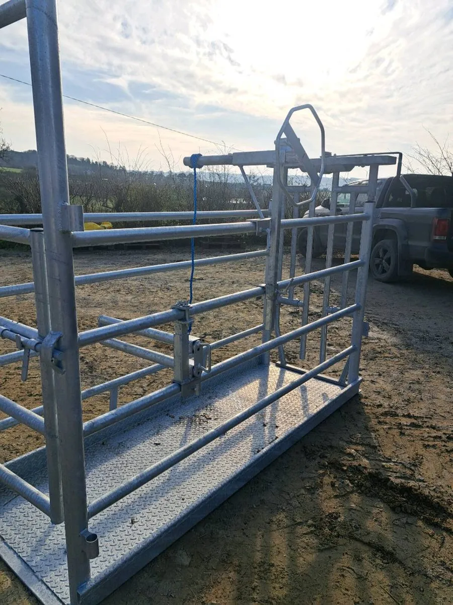 Cattle Crush - with scales - Image 4