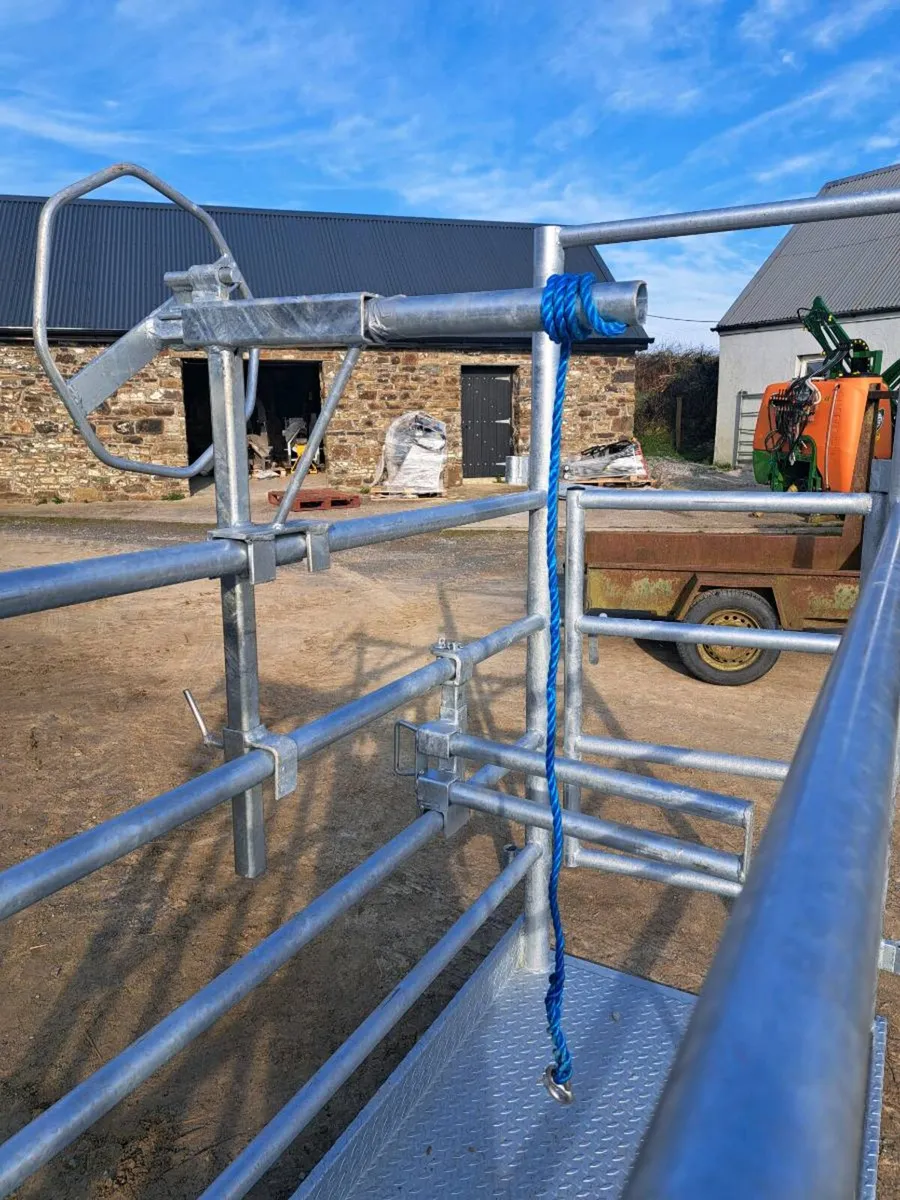 Cattle Crush - with scales - Image 2