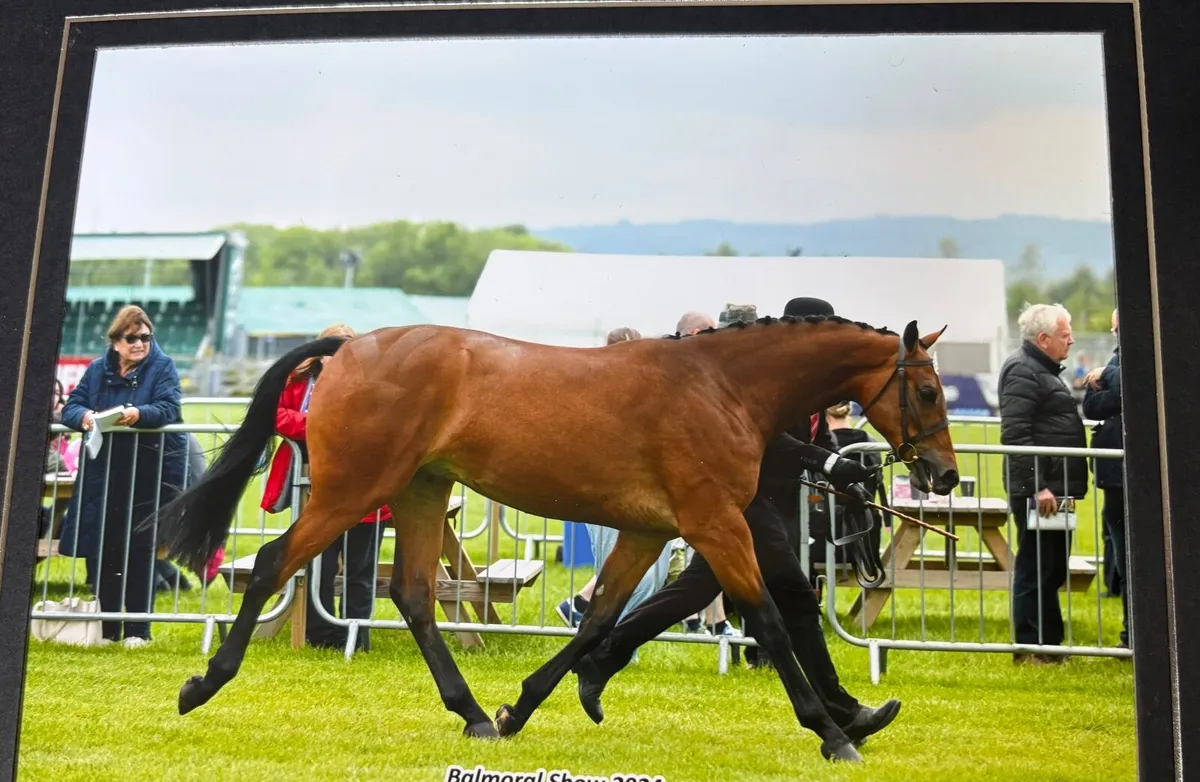 4 year old Bay Gelding - Image 1