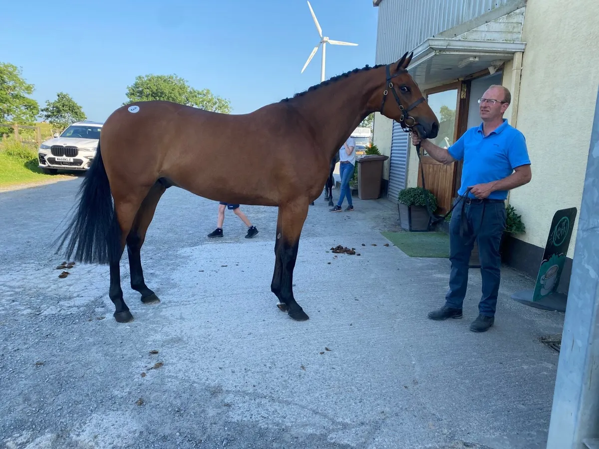 4 year old Bay Gelding - Image 2