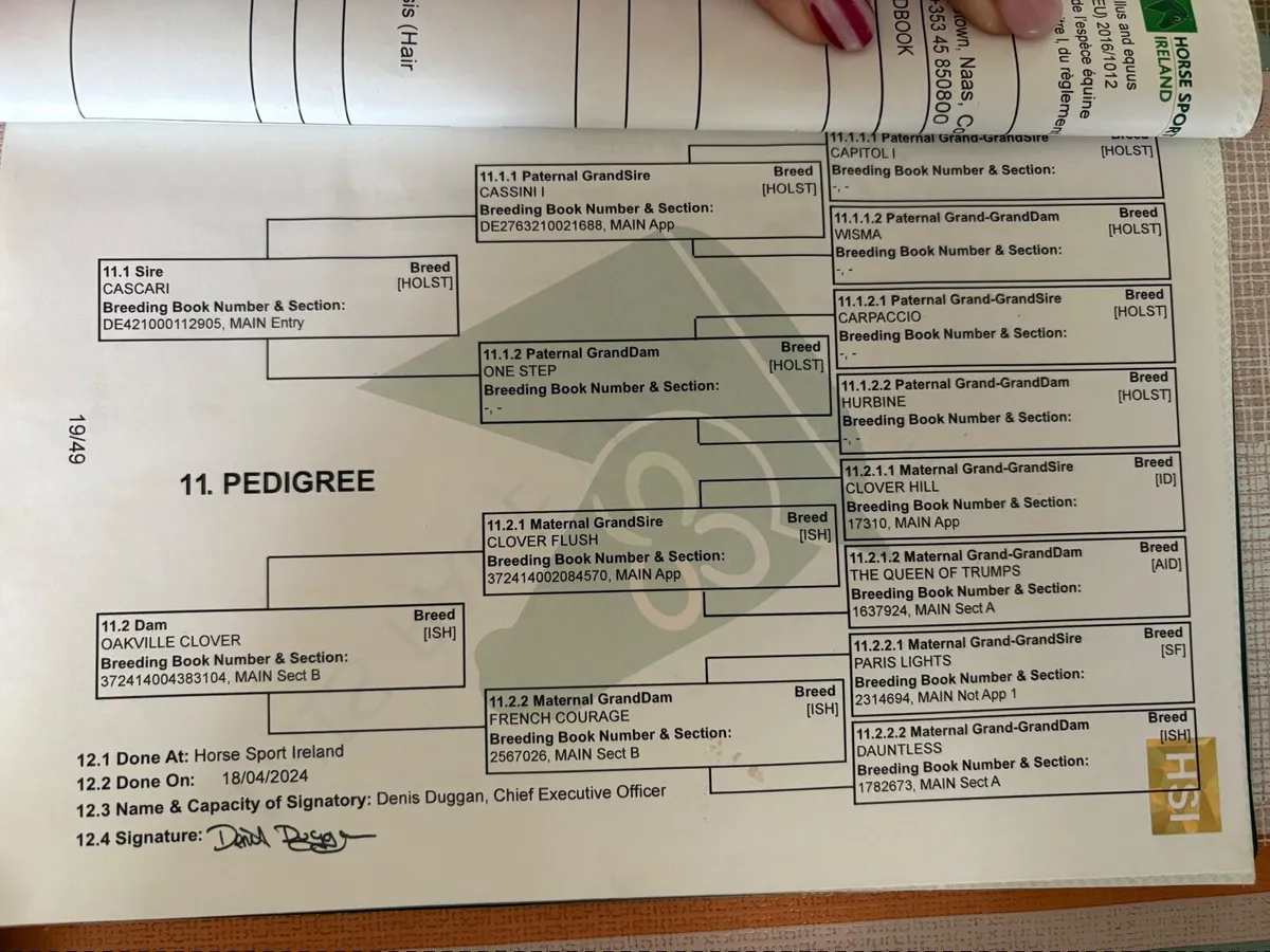 4 year old Bay Gelding - Image 3