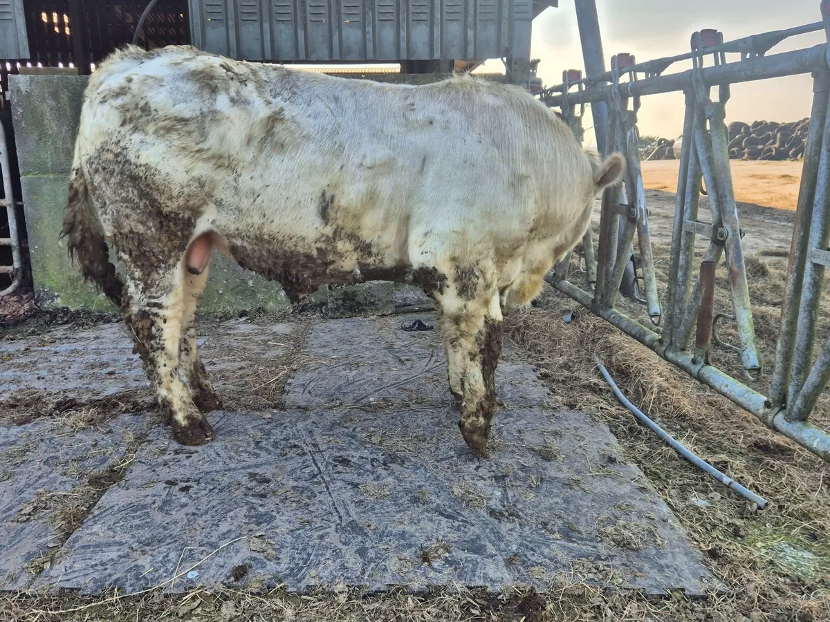 Charolais Pure Bred Bulls - Image 1