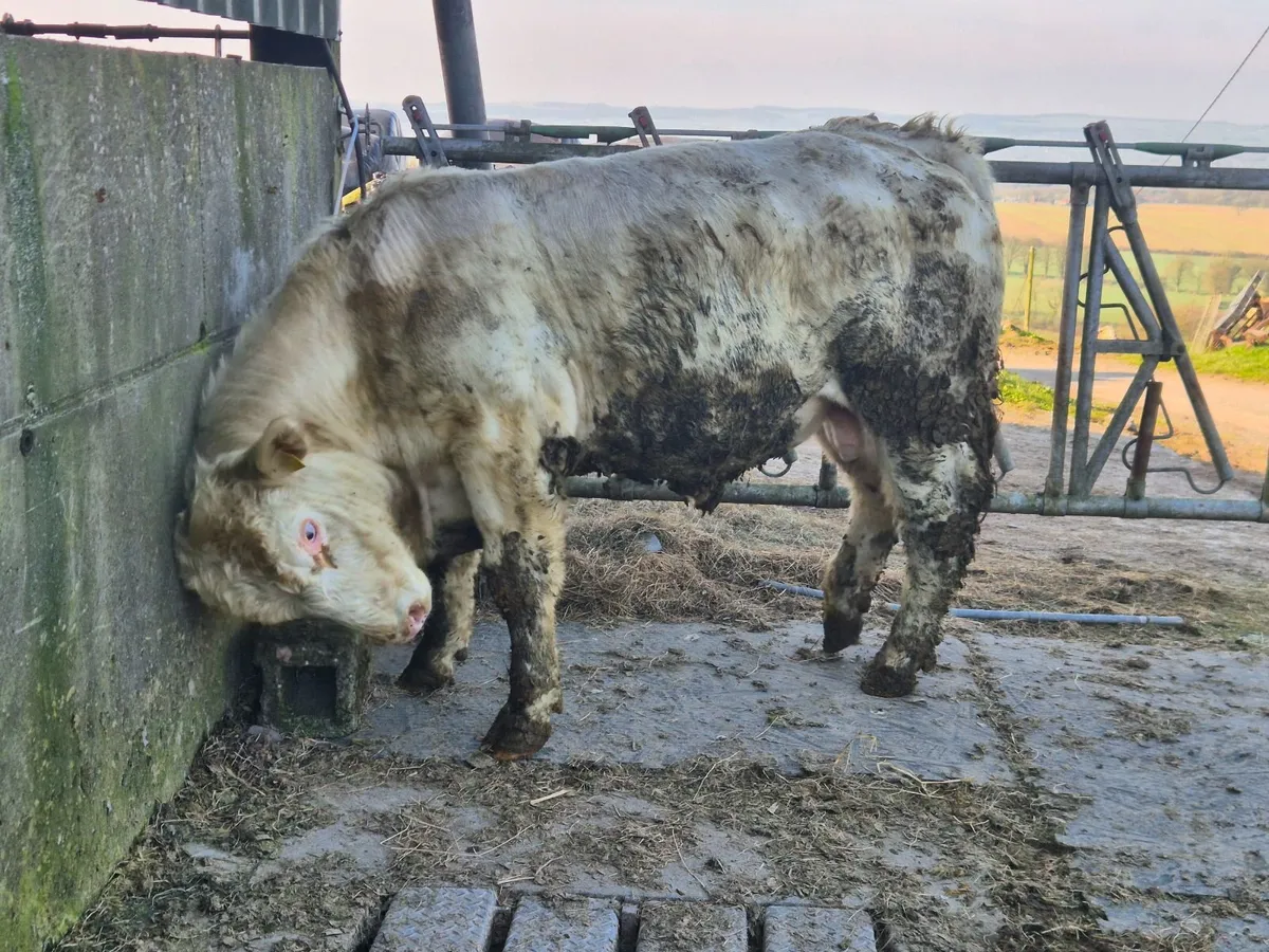 Charolais Pure Bred Bulls - Image 2