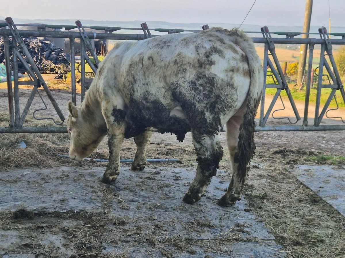 Charolais Pure Bred Bulls - Image 3