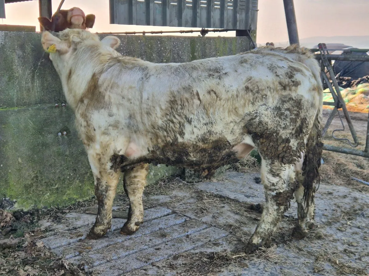 Charolais Pure Bred Bulls - Image 4