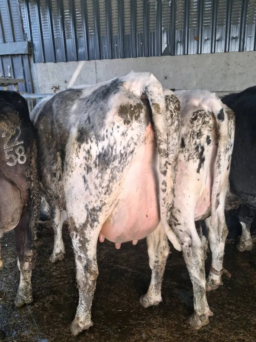 Pedigree  Calved  Heifers GORTATLAE  March 25th - Image 2