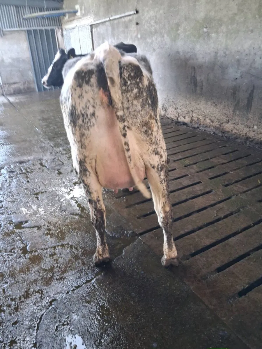 Pedigree  Calved  Heifers GORTATLAE  March 25th - Image 1