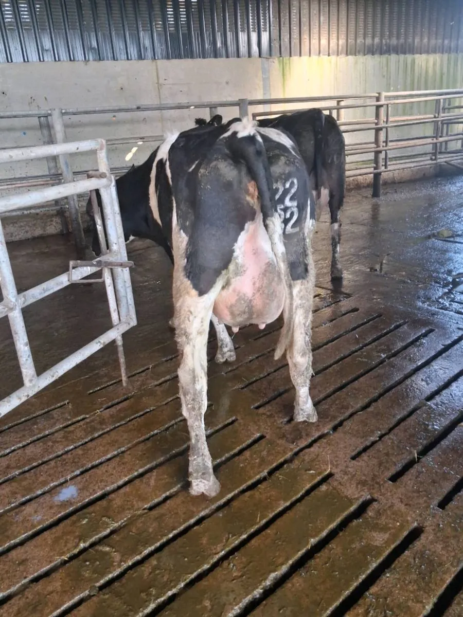 Pedigree  Calved  Heifers GORTATLAE  March 25th - Image 3