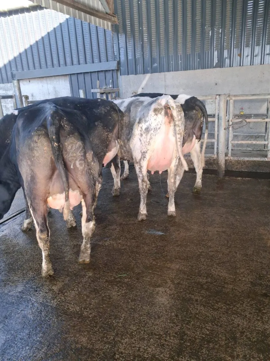 Pedigree  Calved  Heifers GORTATLAE  March 25th - Image 4
